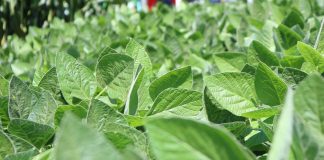 soybeans