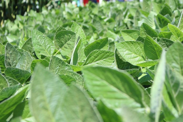 soybeans soybeans