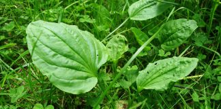 Plantain herb