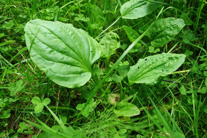 Plantain herb Plantain herb