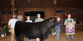 Grand Champion Market Steer