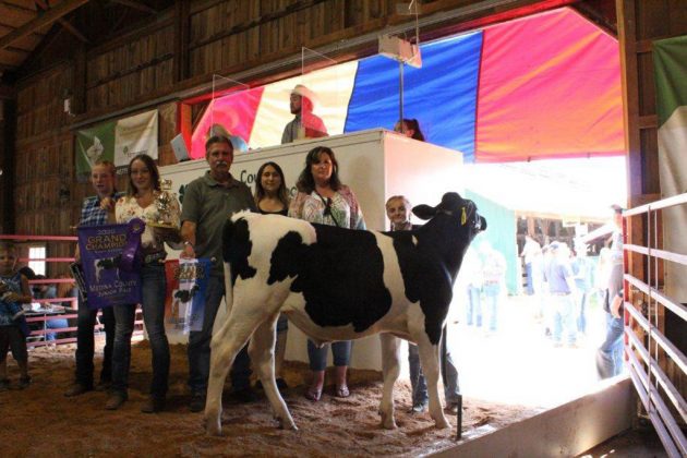 Grand Champion Light Feeder