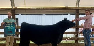 Grand Champion Steer