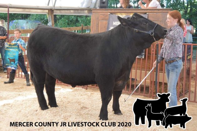 Reserve Champion Steer
