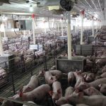 stateler-farm-2