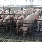 pigs in a nursery