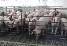 Staying power: Statelers see pork industry through many changes pigs in a nursery