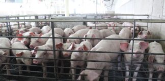 pigs in a nursery