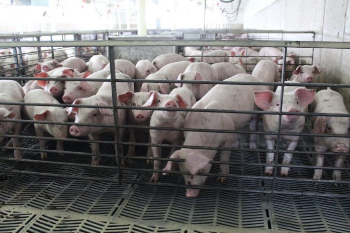 pigs in a nursery pigs in a nursery
