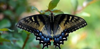 swallowtail butterfly