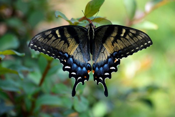 swallowtail butterfly swallowtail butterfly