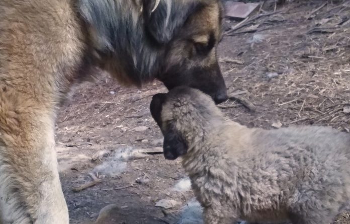 tarmacolumnpic_aug20 livestock guardian dog and puppy