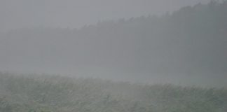 corn field in a storm