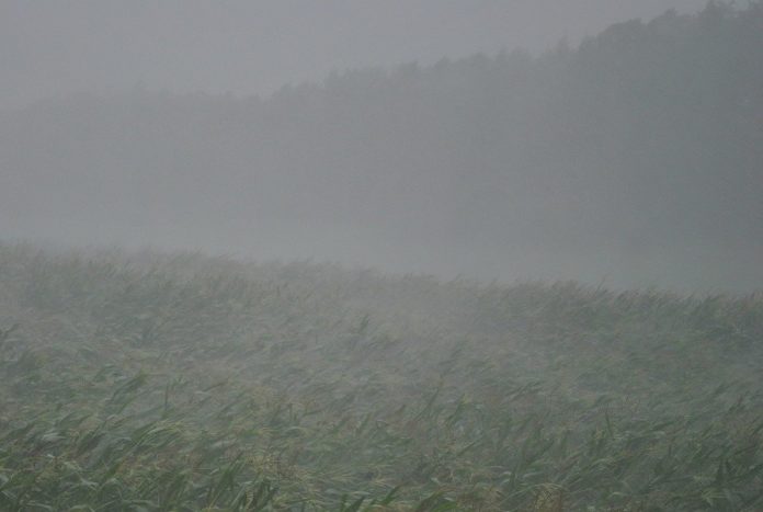 corn field in a storm corn field in a storm