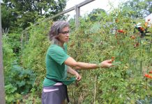 More than a token: Urban agriculture ‘not gonna feed the world,’ but has much to offer close to home A woman picks cherry tomatoes.