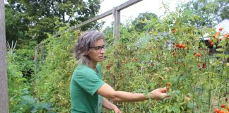 A woman picks cherry tomatoes.