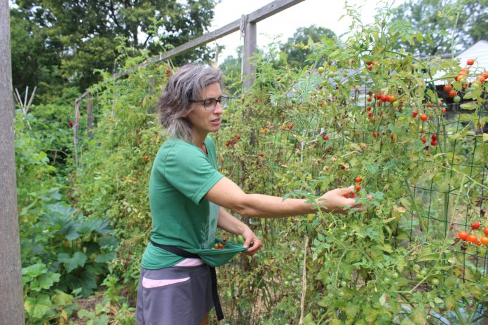 urban_ag_columbus_4 A woman picks cherry tomatoes.