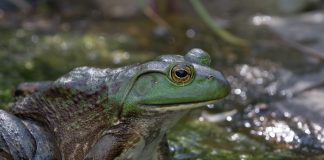 bullfrog