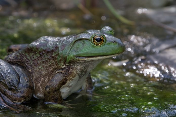 bullfrog bullfrog