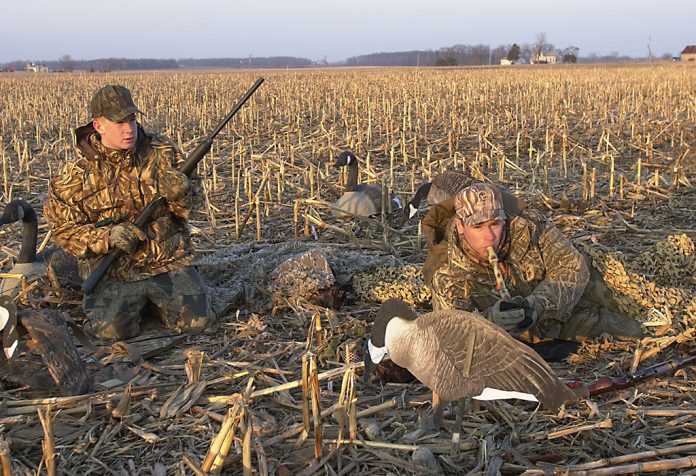 goose hunting goose hunting