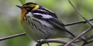 blackburnian warbler
