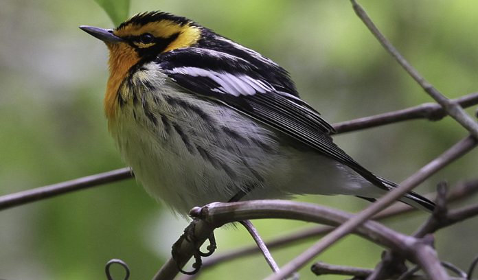 blackburnian warbler blackburnian warbler