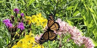 Monarch butterfly