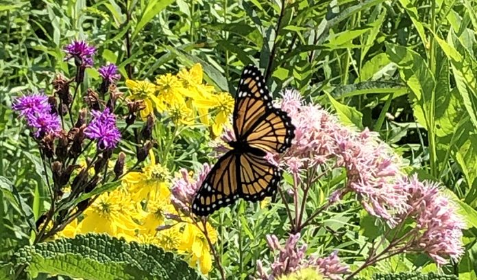 Monarch butterfly Monarch butterfly