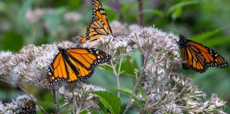 Monarch butterflies