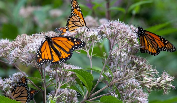 Monarch butterflies Monarch butterflies