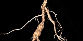gingseng root