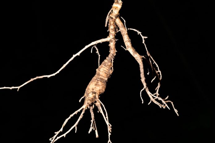 Ginseng 2 gingseng root