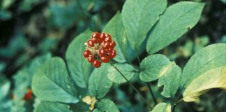American ginseng