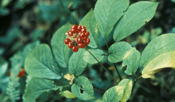 American ginseng American ginseng