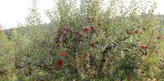 apple tree