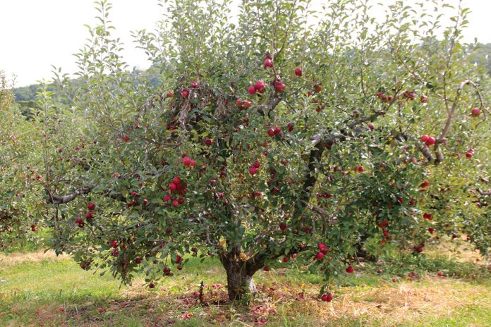 apple tree apple tree