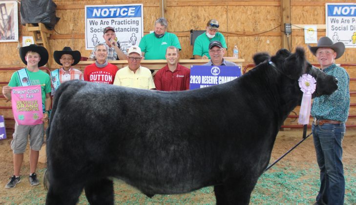 Reserve Champion Steer