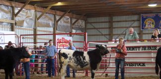 A young woman stands in a show ring with a black and white beef steer.