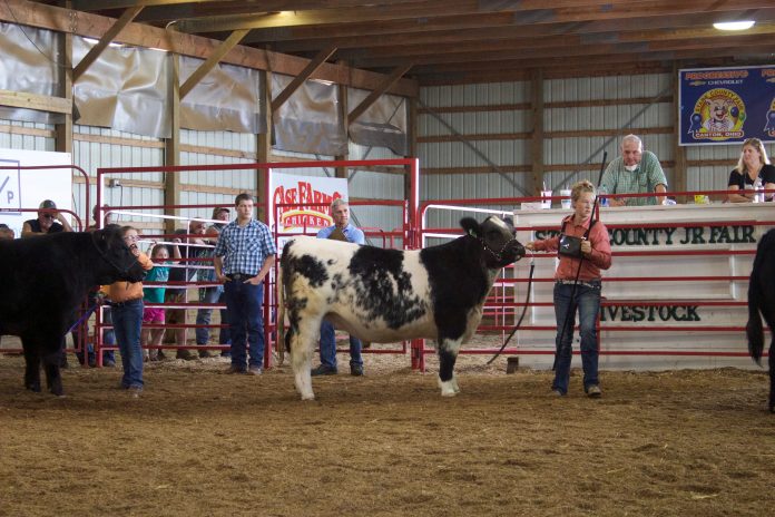 brenner_final_8 A young woman stands in a show ring with a black and white beef steer.