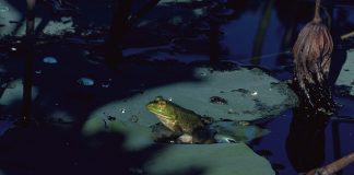 bullfrog