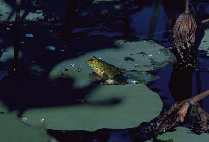 bullfrog bullfrog