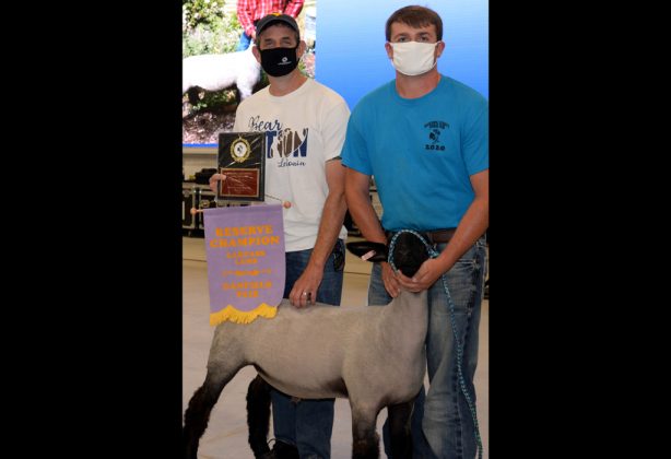 Reserve Champion Carcass Lamb
