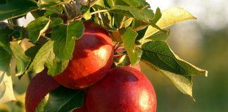 apples