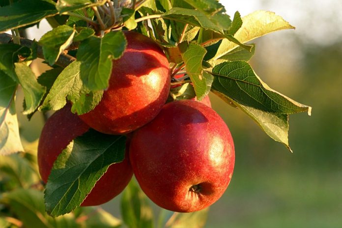 apples apples
