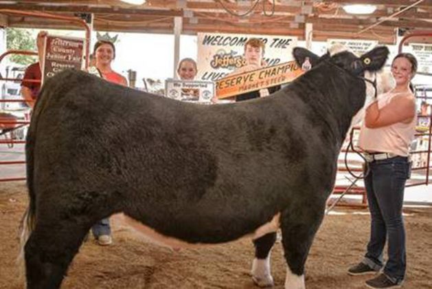 Reserve Champion Steer
