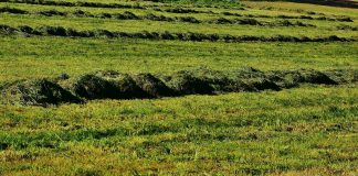 cut hay