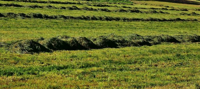 cut hay cut hay