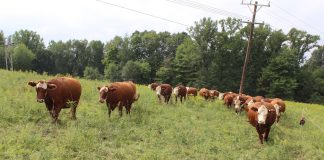 cattle on pasture