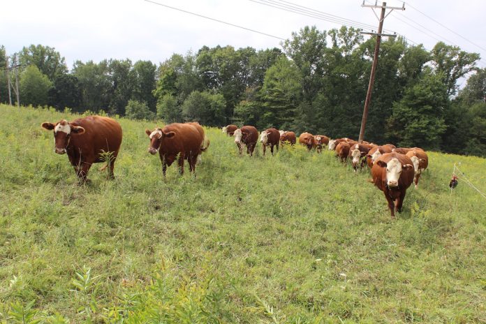 rodale-1 cattle on pasture