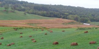 stock pile with hay
